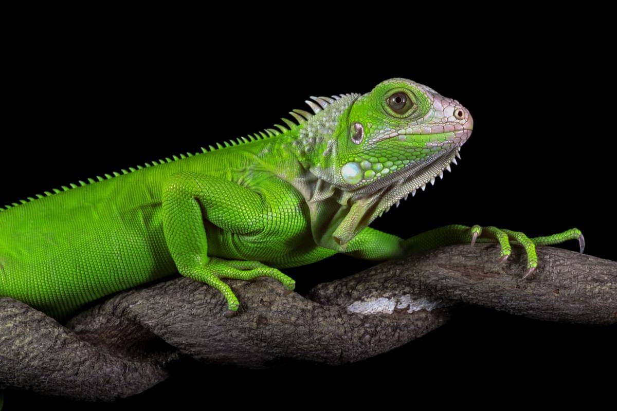 ilustrasi iguana (freepik.com/kuritafsheen77)