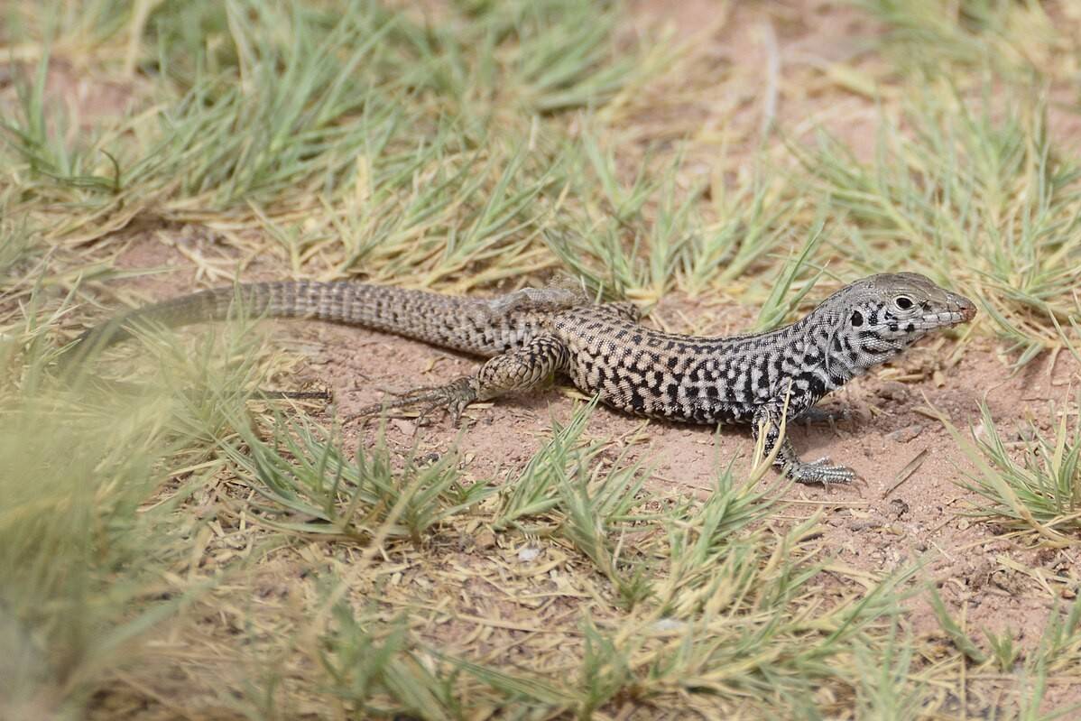 western whiptail (commons.wikimedia.org/Vickie J Anderson)