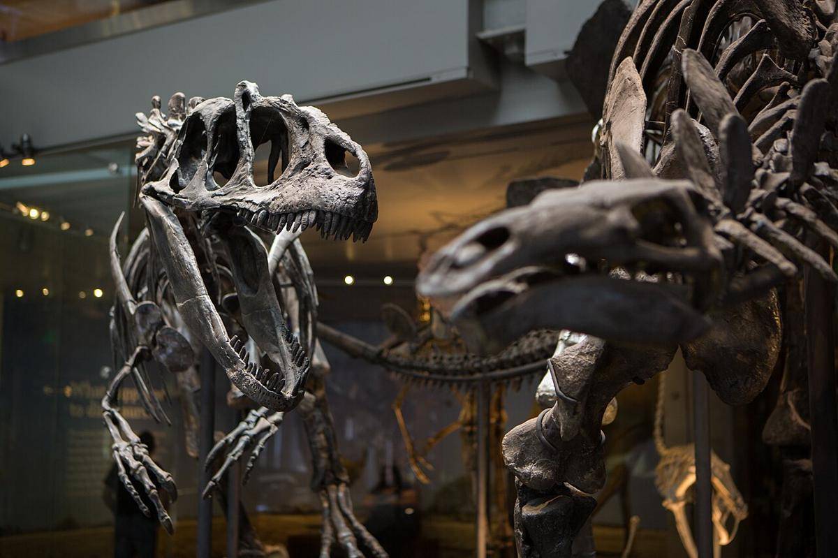 rekonstruksi kerangka dinosaurus (commons.wikimedia.org/Poole party)