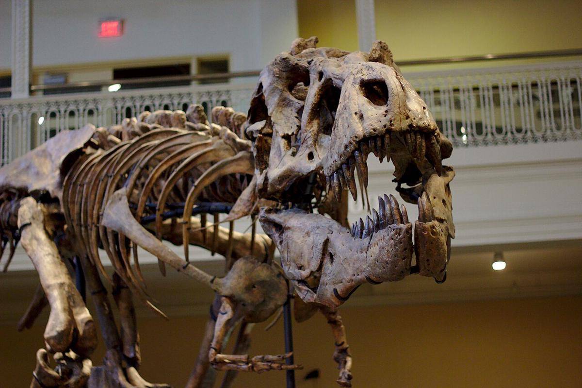 rekonstruksi kerangka dinosaurus (commons.wikimedia.org/Sage Ross)
