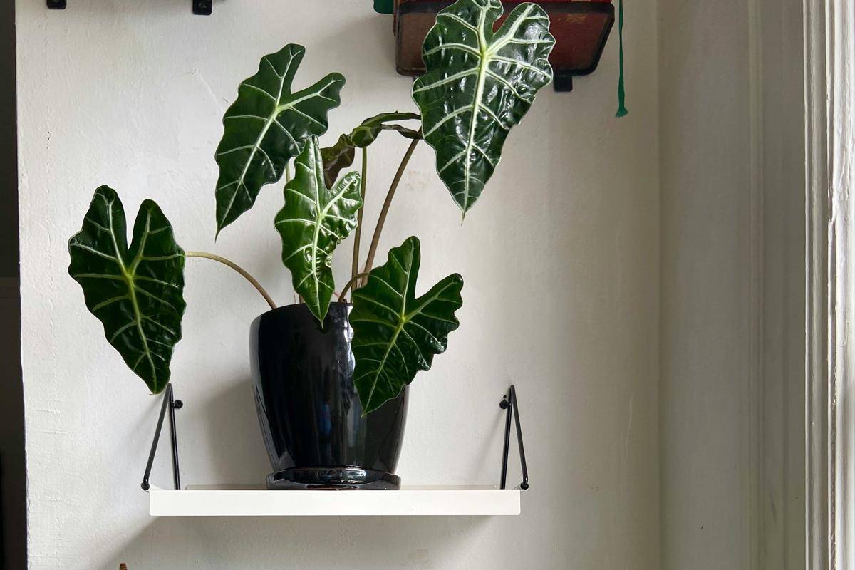 ilustrasi tanaman alocasia polly (unsplash.com/el)