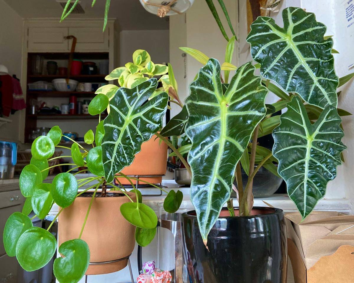 ilustrasi tanaman alocasia polly (unsplash.com/el)