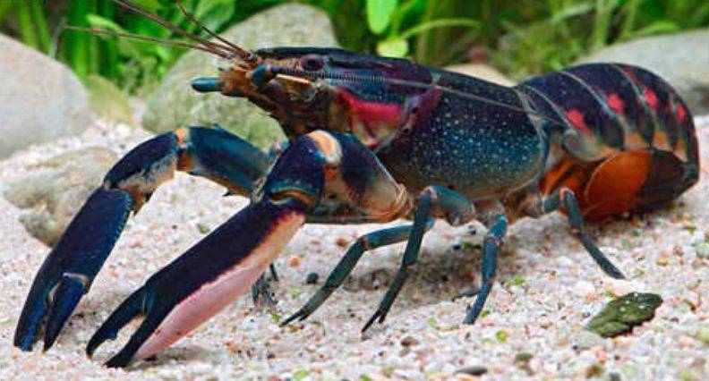 potret Cherax farhadii (dok. Multidisciplinary Digital Publishing Institute/Christian Lukhaup)