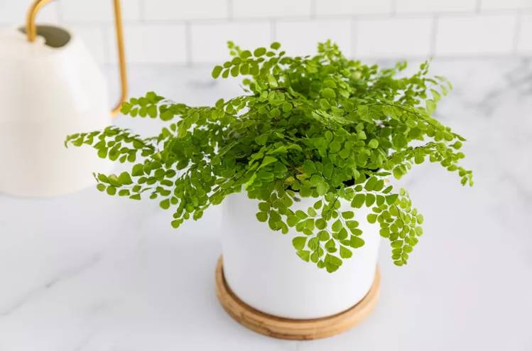 ilustrasi tanaman maidenhair fern (thespruce.com)