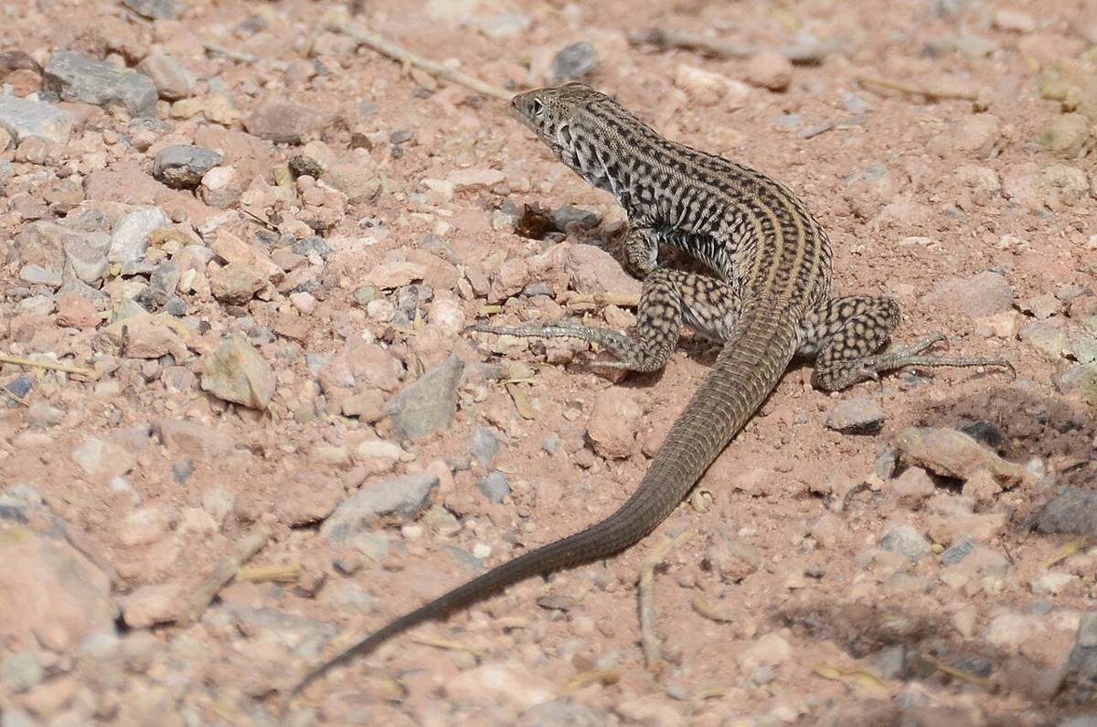 western whiptail (commons.wikimedia.org/Vickie J Anderson)