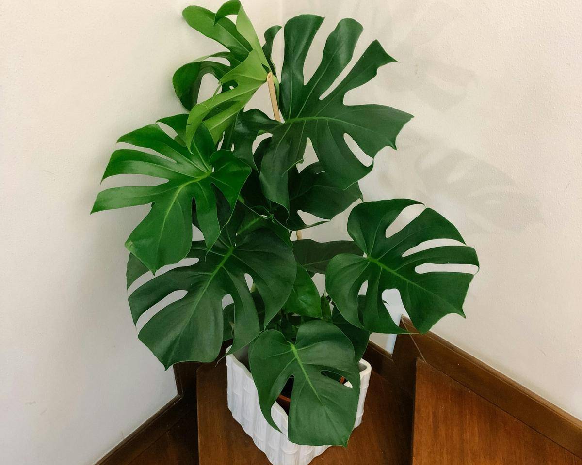 ilustrasi tanaman monstera deliciosa