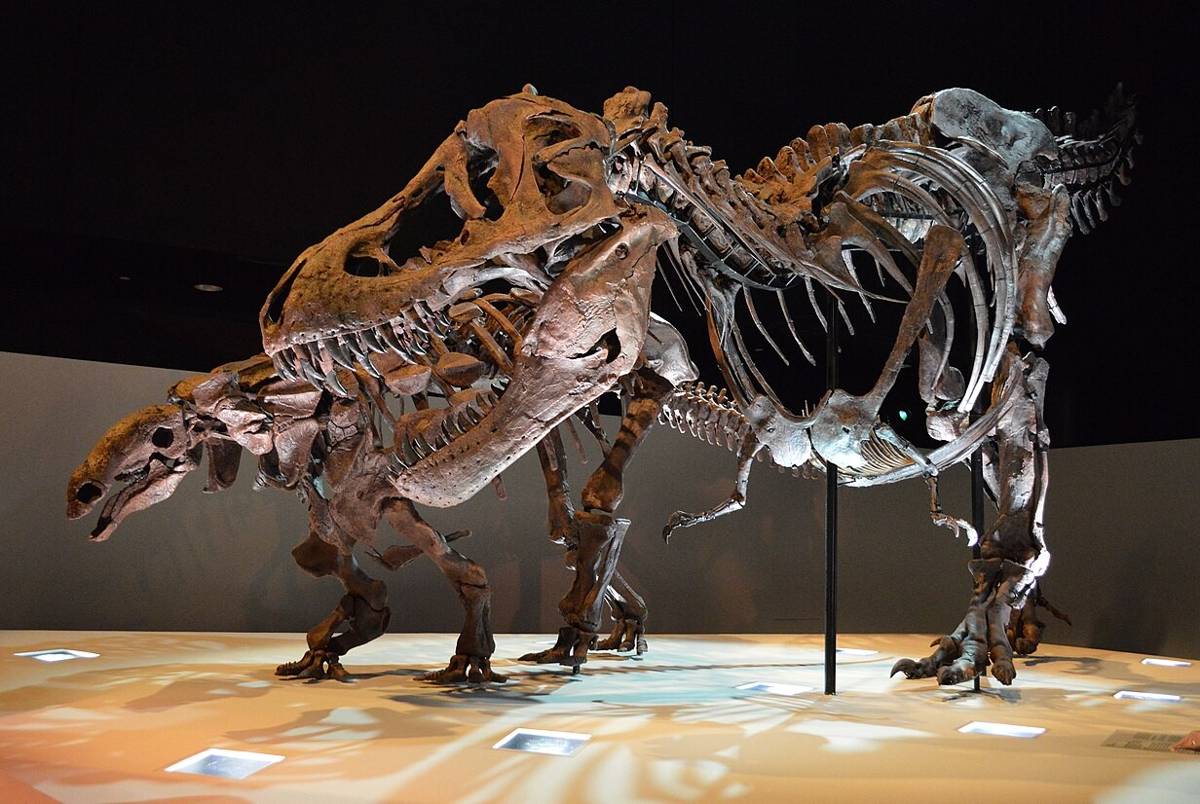 rekonstruksi kerangka dinosaurus (commons.wikimedia.org/Agsftw)