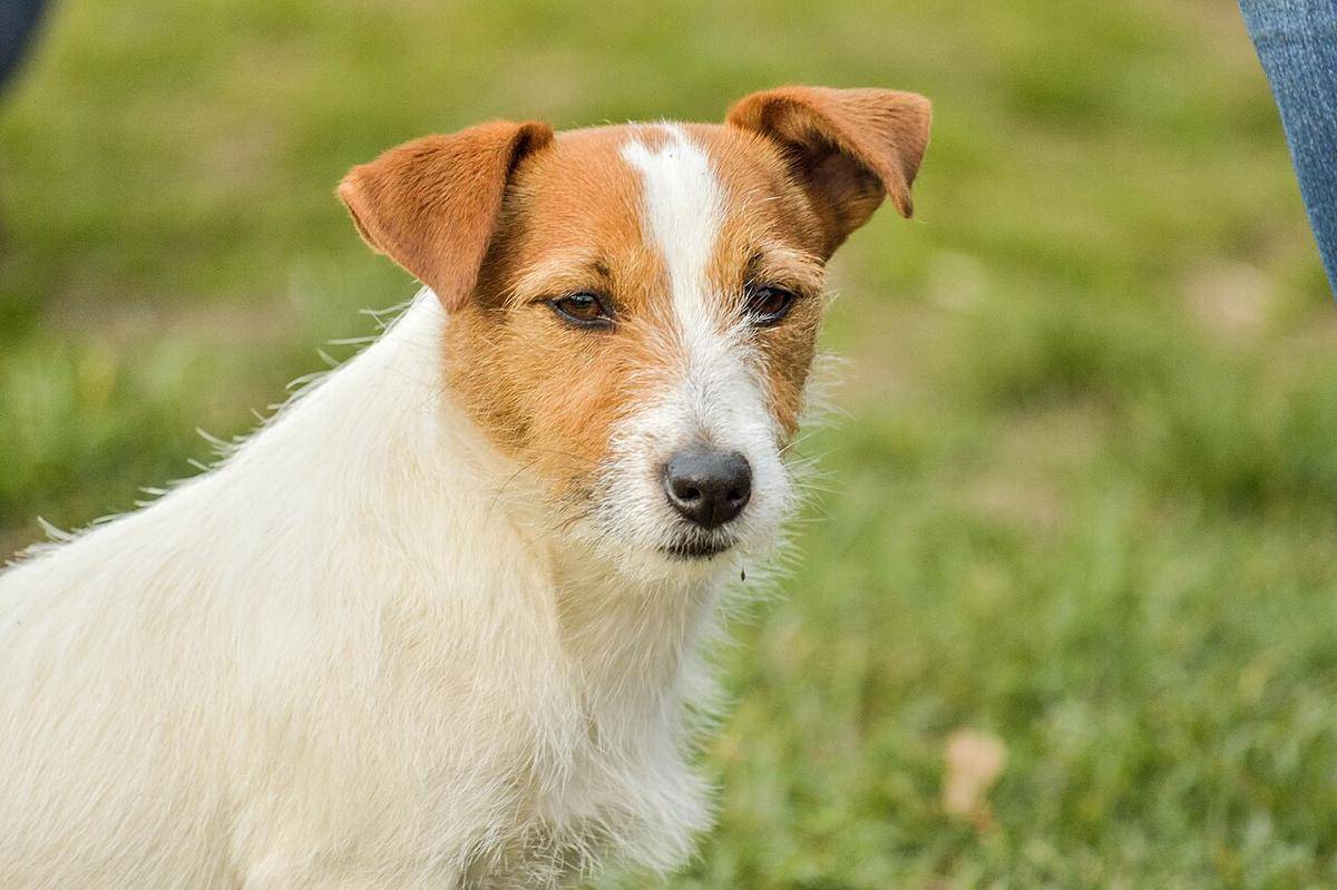anjing (commons.wikimedia.org/Peter Kiss)