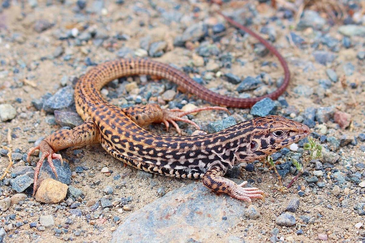 western whiptail (commons.wikimedia.org/Connor Long)