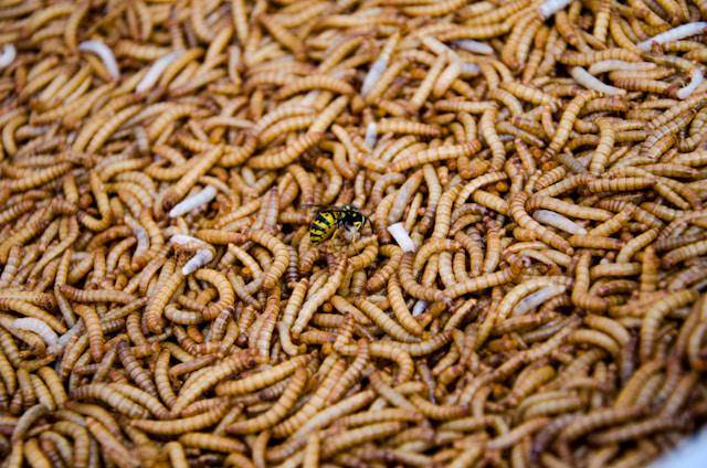 ilustrasi maggot (unsplash.com/Jiri Brtnik)