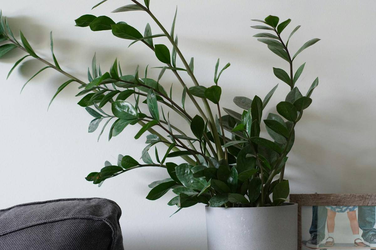 ilustrasi zz plant (unsplash.com/Kolby Milton)