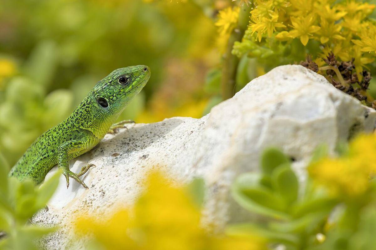 Kadal dari Genus Lacerta