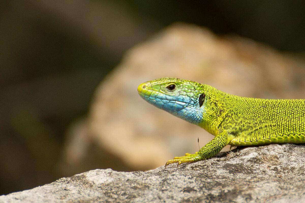 Kadal dari Genus Lacerta