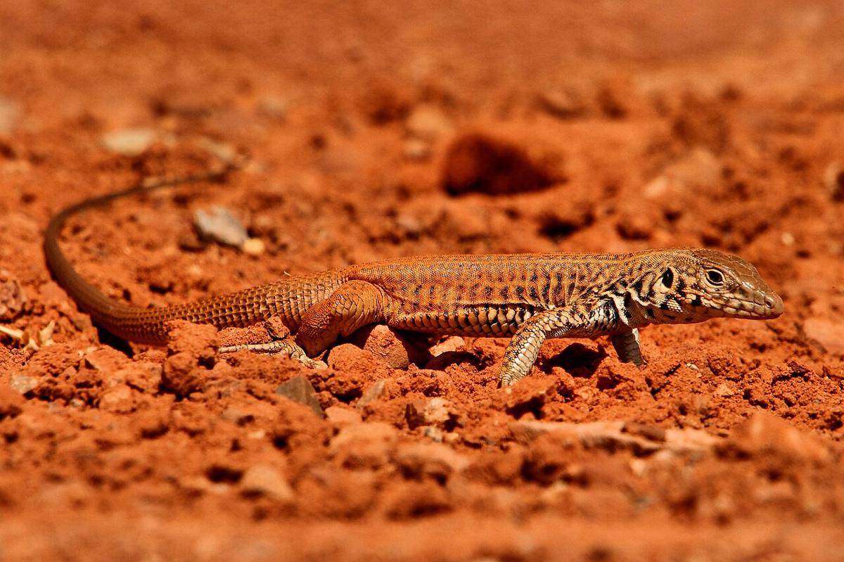 western whiptail (commons.wikimedia.org/Airwolfhound)