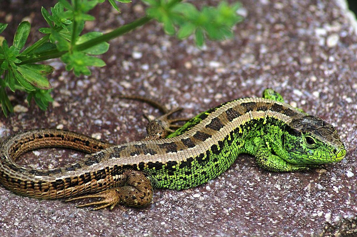 Kadal dari Genus Lacerta