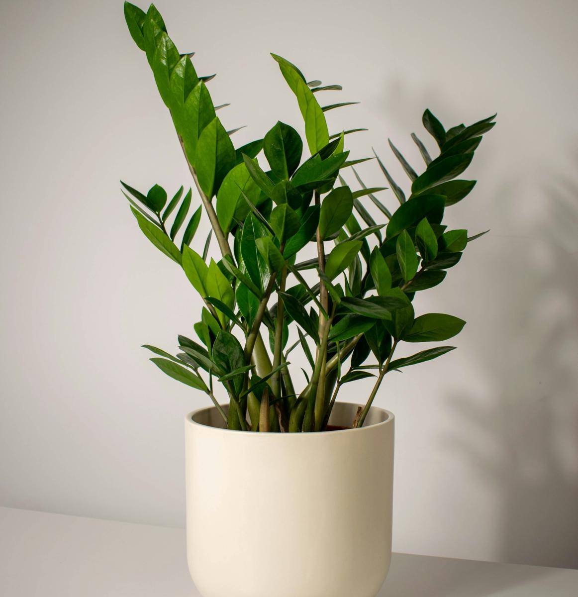 ilustrasi zz plant (unsplash.com/Mihai Serban)