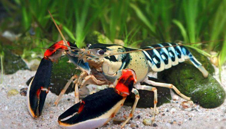 potret Cherax nigli (dok. UGM/Christian Lukhaup)