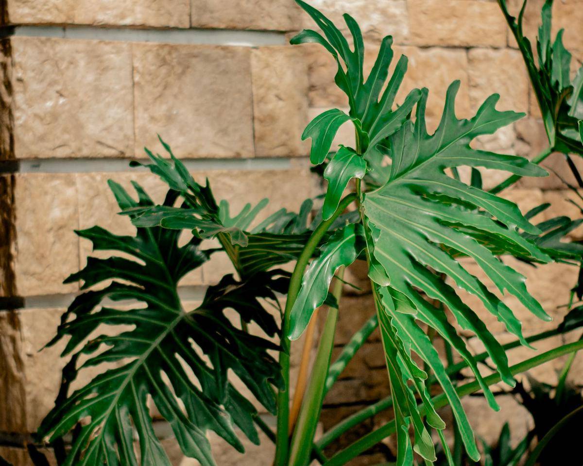 ilustrasi tanaman philodendron selloum