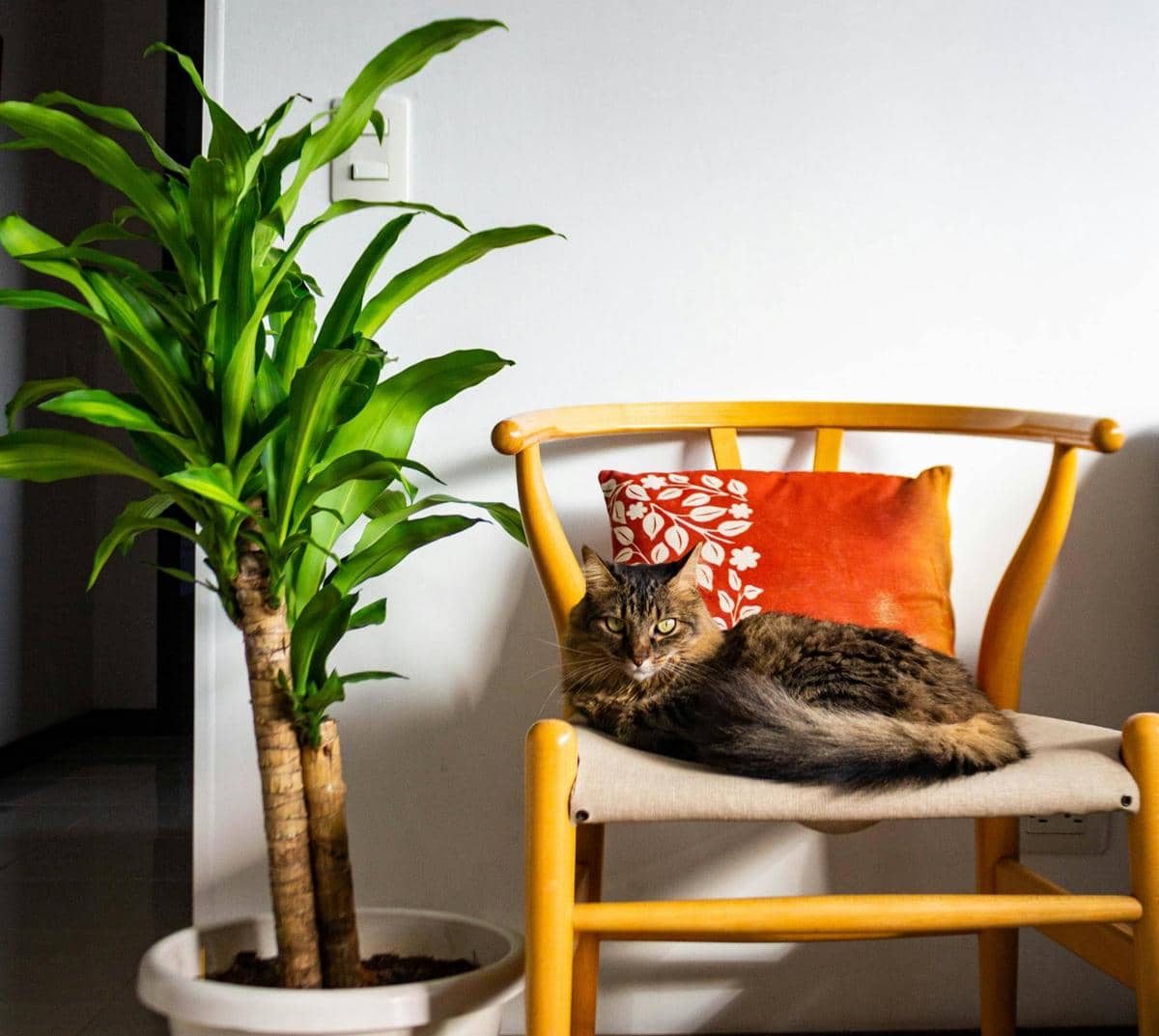 ilustrasi tanaman dracaena fragrans