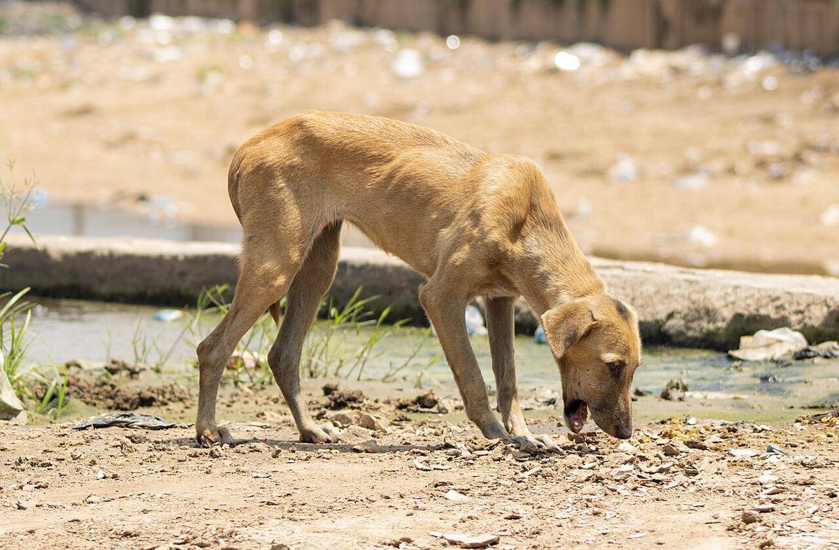 anjing (commons.wikimedia.org/JojoYaeger)