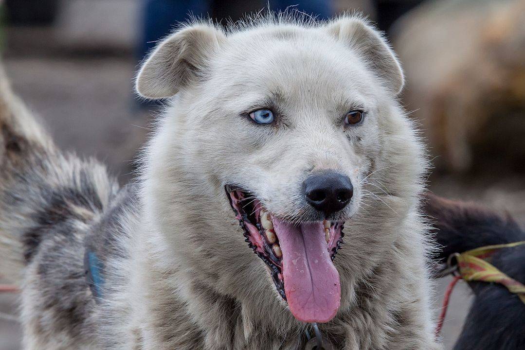 anjing (commons.wikimedia.org/AWeith)