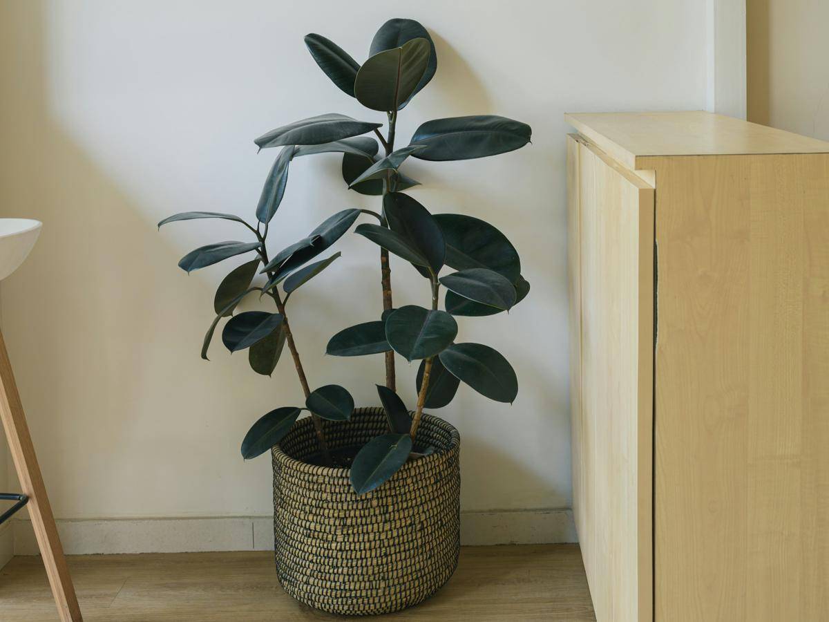 ilustrasi tanaman ficus elastica (unsplash.com/Sourav EK)