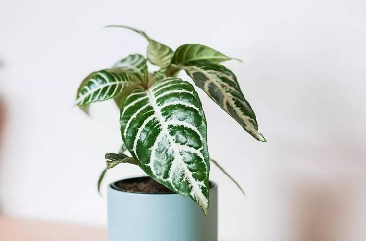 ilustrasi zebra plant (thespruce.com)