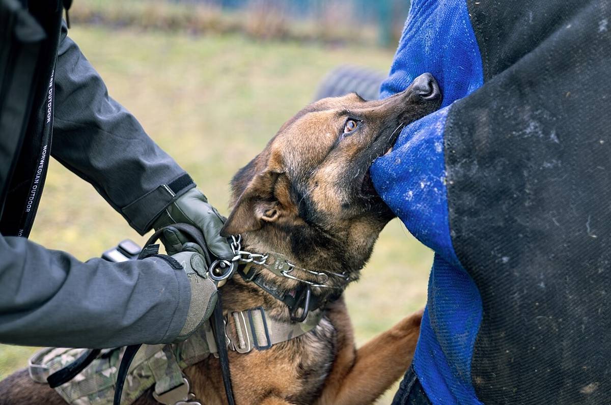 anjing (commons.wikimedia.org/U.S. Army 18MPB by Sgt. 1st Class Tanisha Karn)