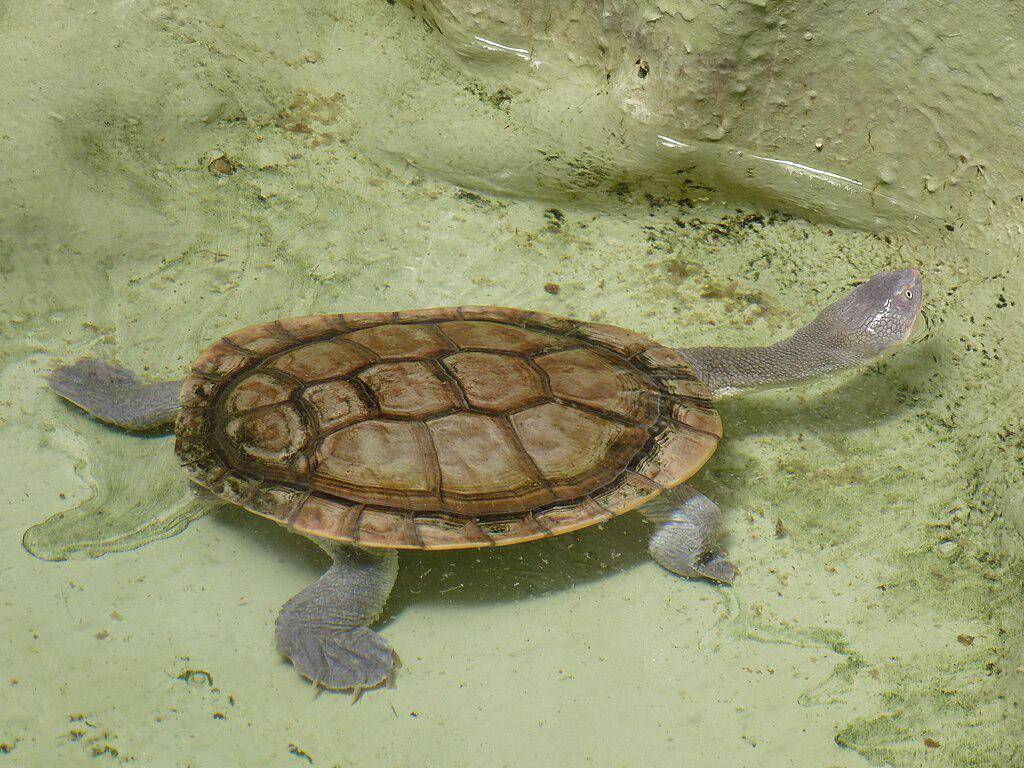Kura-kura leher ular pulau roti