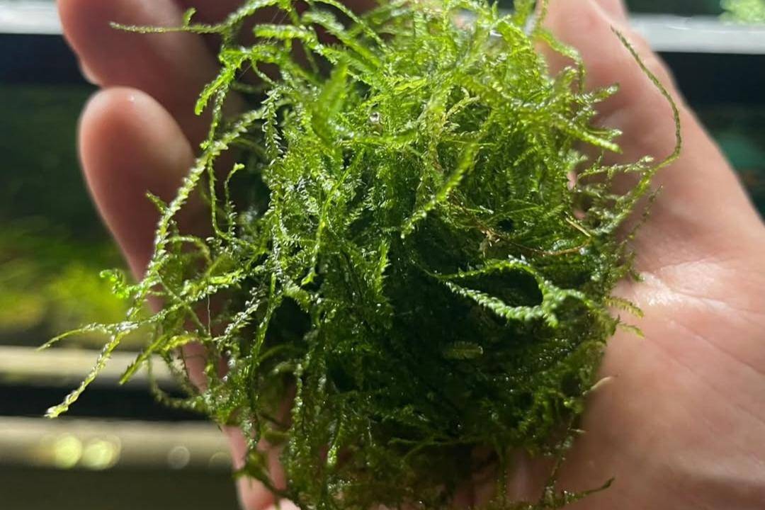 Java Moss (instagram.com/aquascapepro)