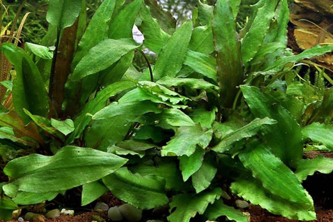 Cryptocoryne Wendtii (instagram.com/montesbio)