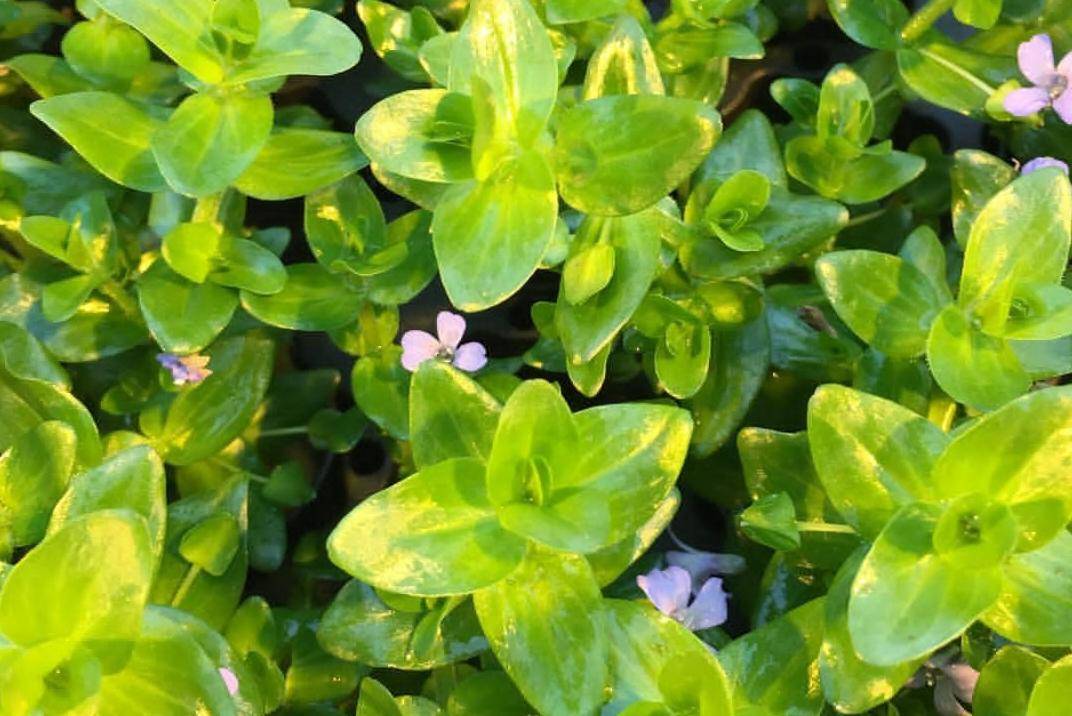 Bacopa Caroliniana (instagram.com/aquatic.plant.lovers)