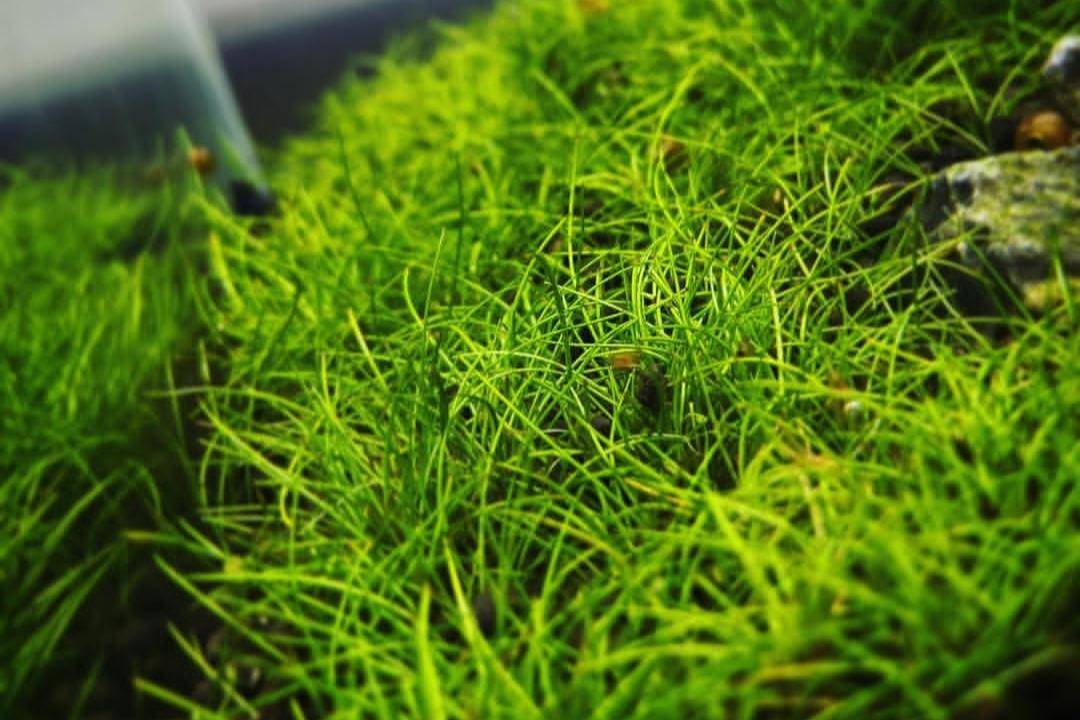 Dwarf Hairgrass (instagram.com/yuri.likes.fish)