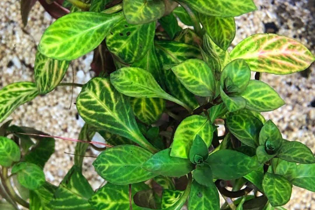 Ludwigia Repens (instagram.com/aquariumgarden.catalog)