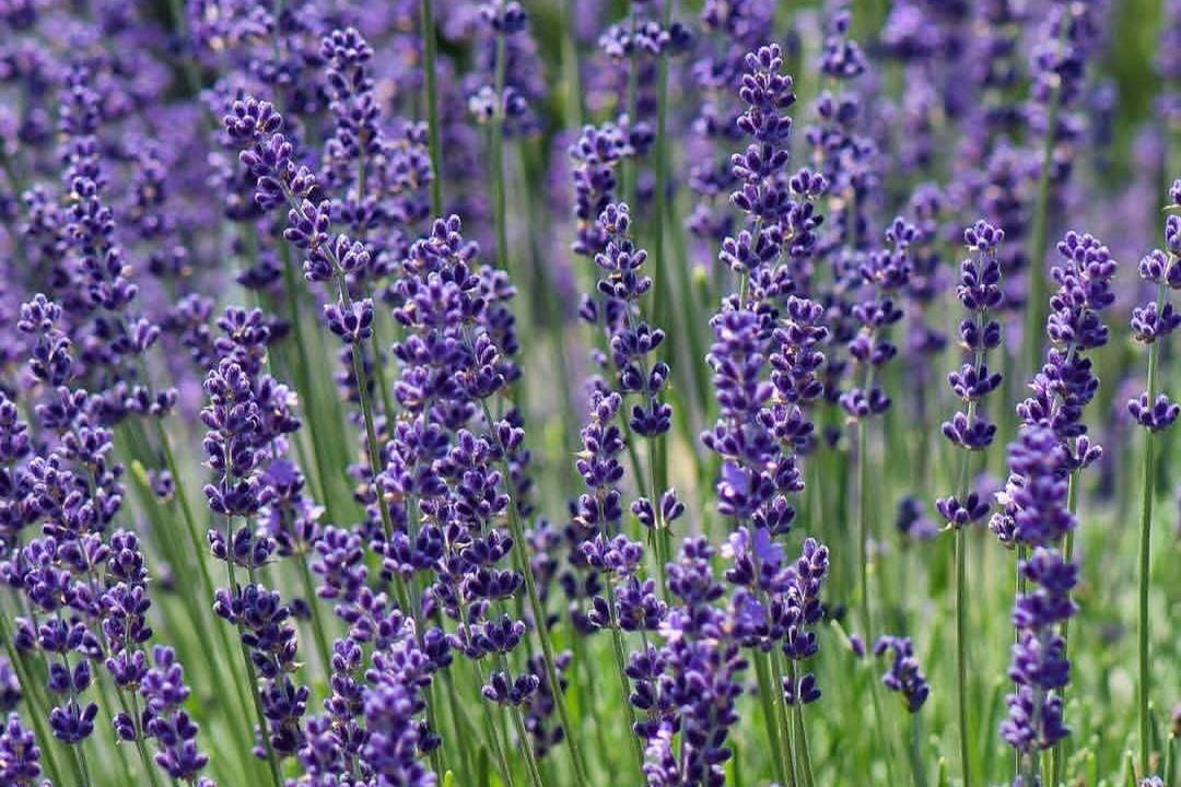 Lavender (instagram.com/nyguy) 