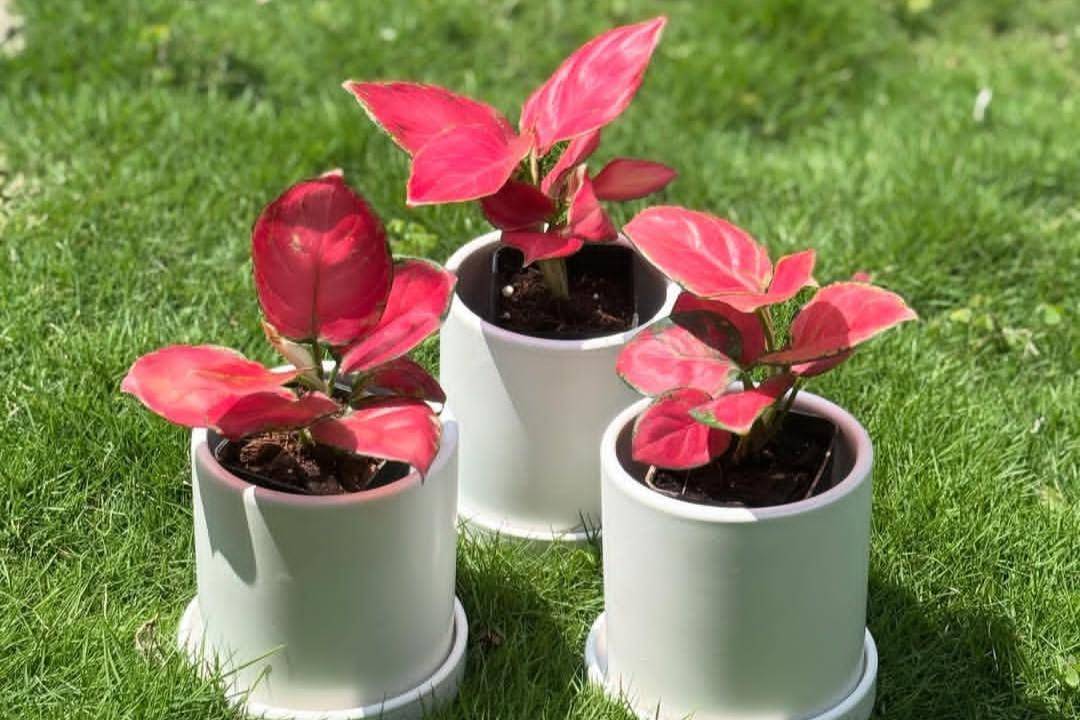 Aglaonema (instagram.com/plant_housee)