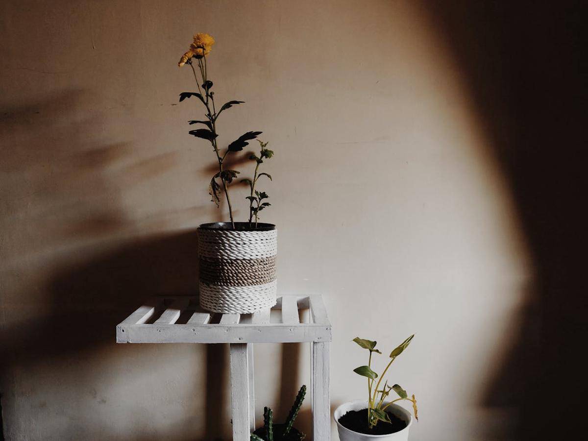 ilustrasi tanaman indoor (pexels.com/Febe Theodora)