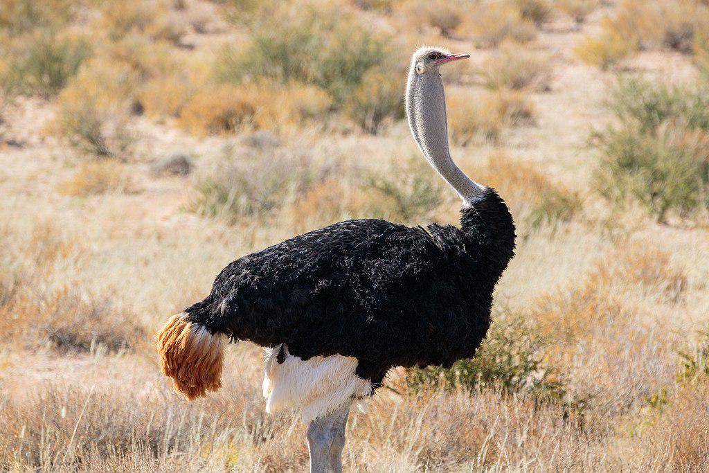 Burung unta