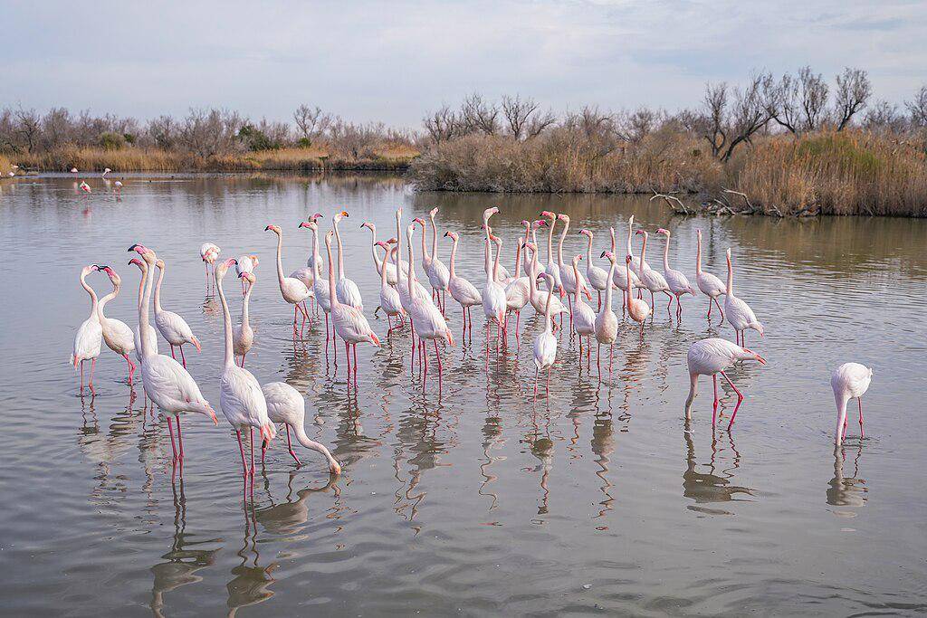 Flamingo