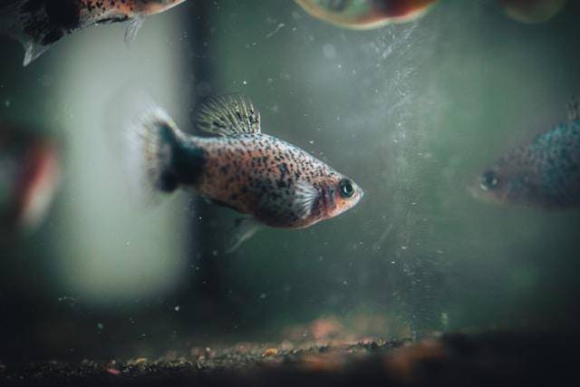 ilustrasi ikan molly (freepik.com/freepik)