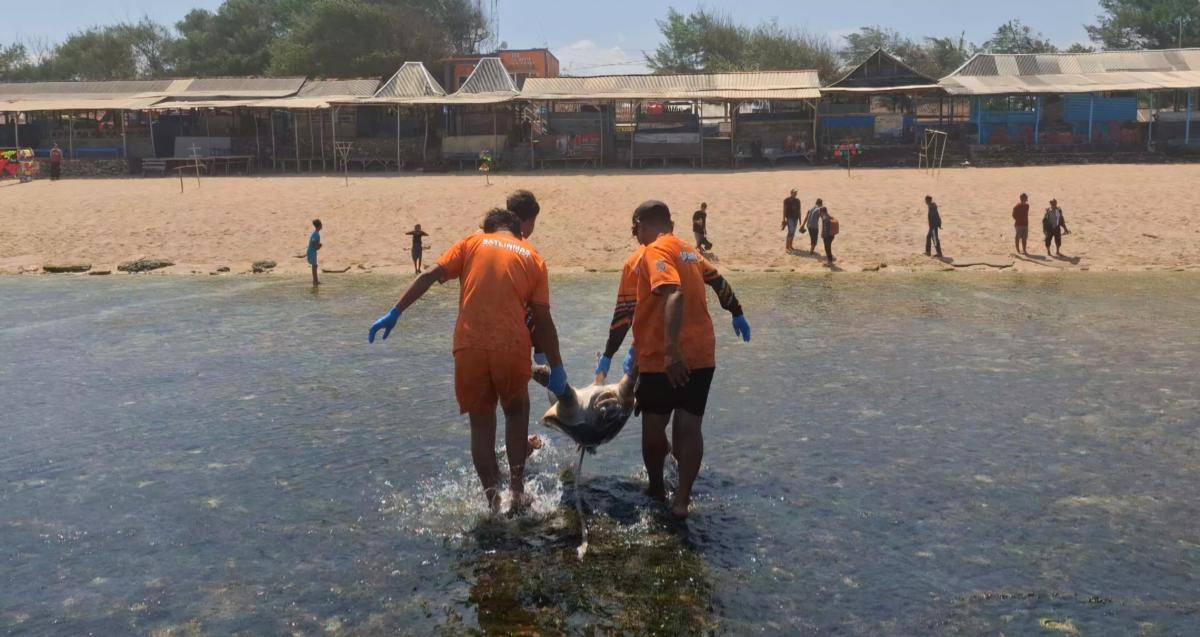 Dua ekor penyu ditemukan mati di Pantai Sepanjang Gunungkidul.(Dok.SAR Satlinmas Wilayah II Gunungkidul)