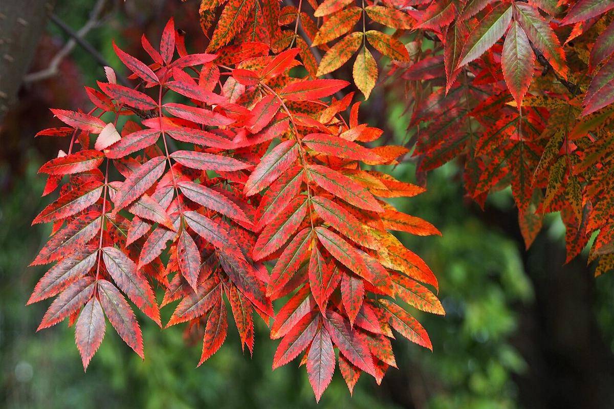 ilustrasi tanaman Japanese rowan (commons.wikimedia.org/Nova)