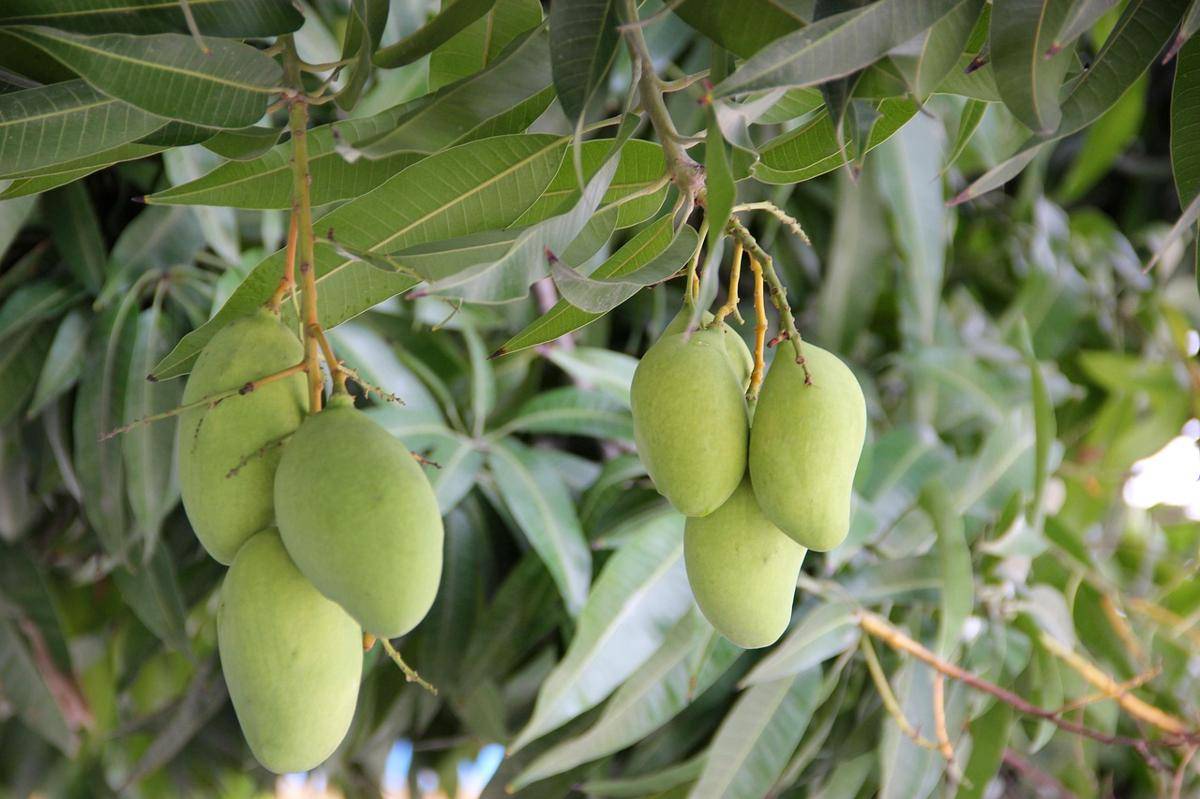 Pohon mangga 