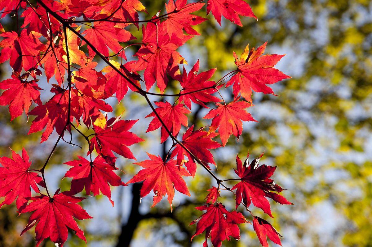 ilustrasi daun maple (pixabay.com/heungsoon)