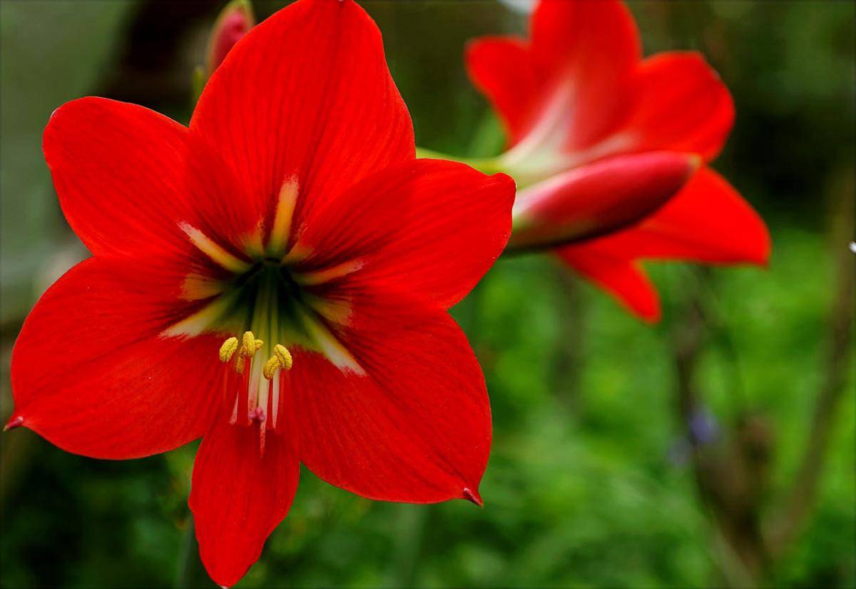 amarilis (pexels.com/Hiếu Hoàng)
