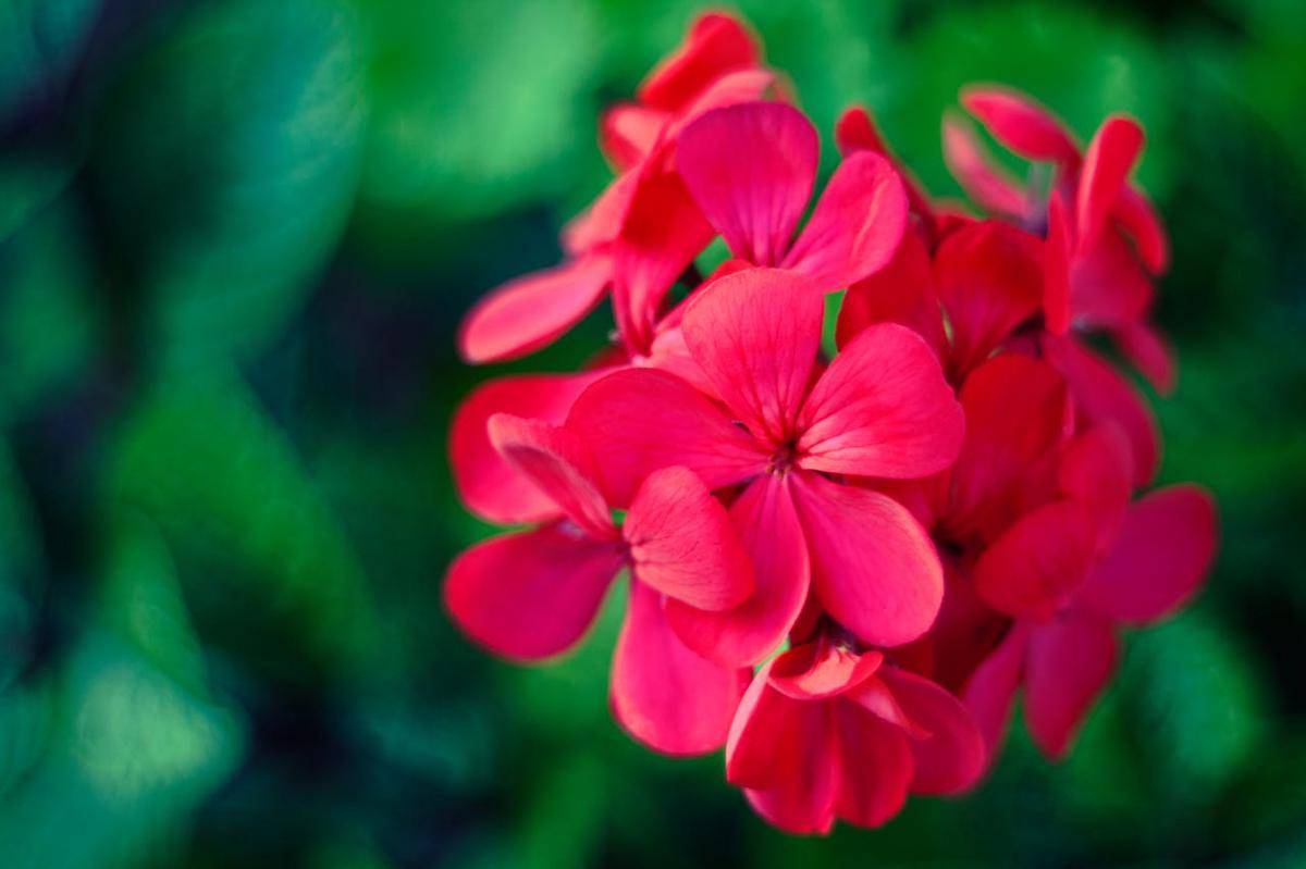 geranium (pexels.com/Karolina Grabowska)