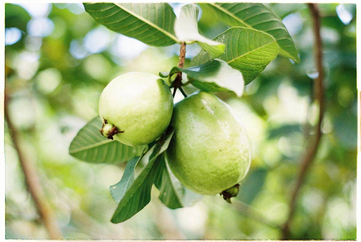 Pohon jambu biji 