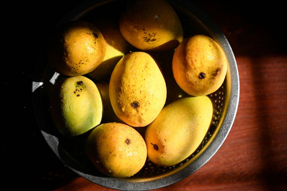 ilustrasi mangga