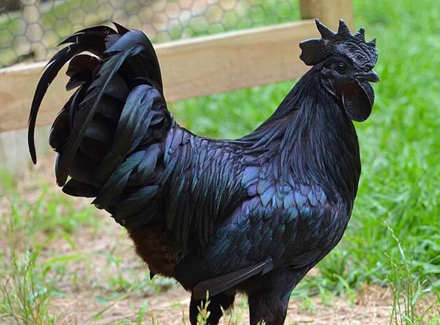 potret ayam cemani