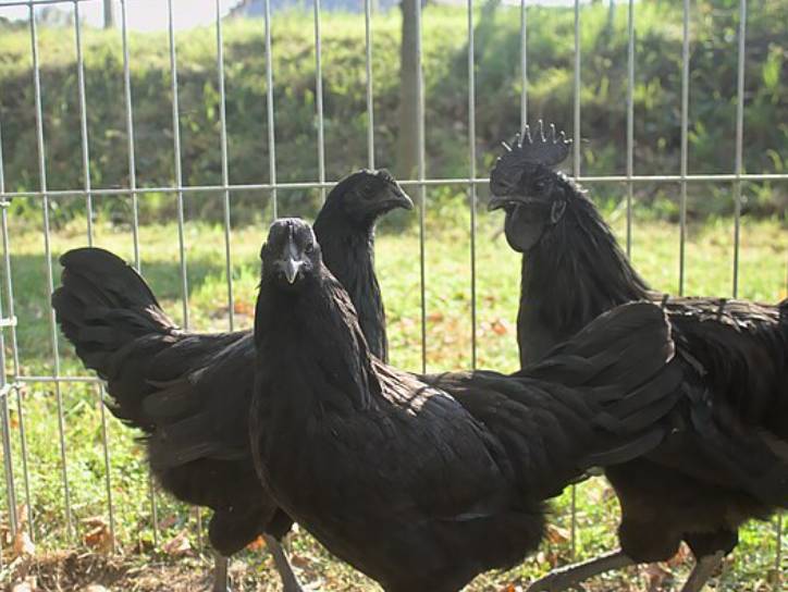 potret ayam cemani